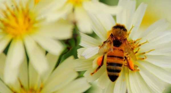 小蜜蜂为什么要采蜜（小蜜蜂为啥采蜜）