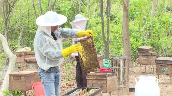 现在都施农药怎么养蜂,果园养蜂打农药怎么办 
