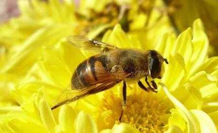 马蜂和蜜蜂的区别是什么 马蜂和蜜蜂在一起怎么区别