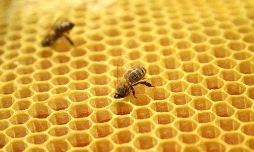 蜜蜂的蜂胶吃了对人体有什么 蜜蜂的蜂胶是干什么的
