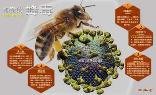  蜜蜂的毒是什么菌「蜜蜂的蜂毒有什么功效」