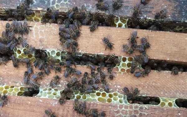 无王蜂群能养活吗