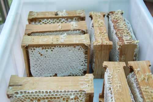  巢蜜是什么蜂种生产「巢蜜的药用价值」