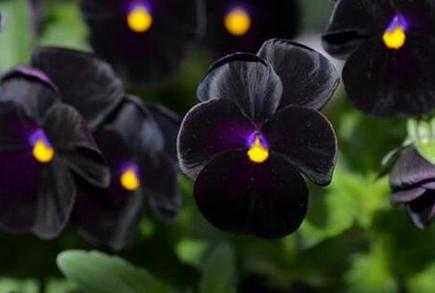 哪种花是黑色-什么花采来是黑颜色蜂蜜