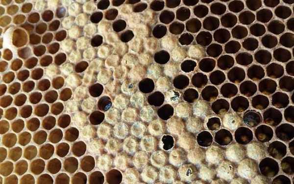  蜜蜂蛹病怎么治「蜜蜂蛹病图片」