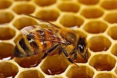  蜜介是什么原因引起的「蜜蛘为什么会飞逃」
