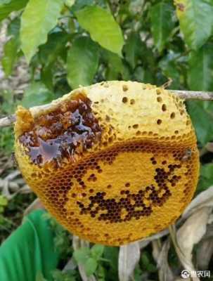 草蜂蜜是什么样的,草蜂蜂蜜 