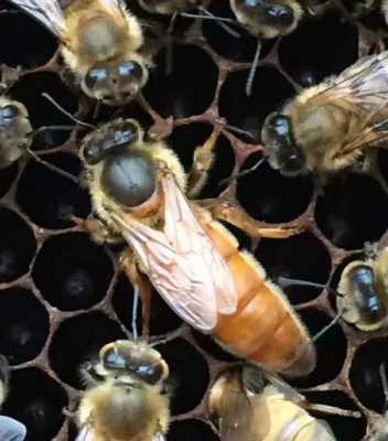 意蜂没有蜜怎么回事,意蜂不产卵是什么原因 