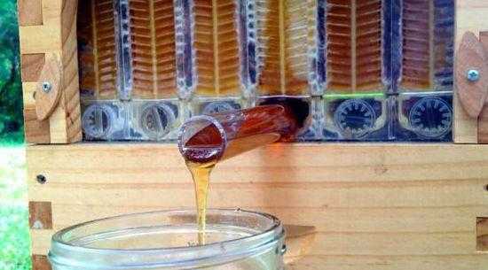 蜂蜜怎么提取出来上面很多蜜蜂 中蜂蜜怎么提取