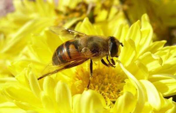 什么蜜蜂不产蜜_什么蜜蜂不会