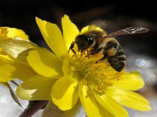 黑蜂子是什么蜂类-黑蜂子是什么蜂