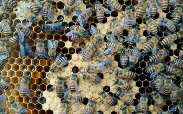  工蜂和雄蜂脾怎么区别「雄蜂脾跟工蜂脾的区别」