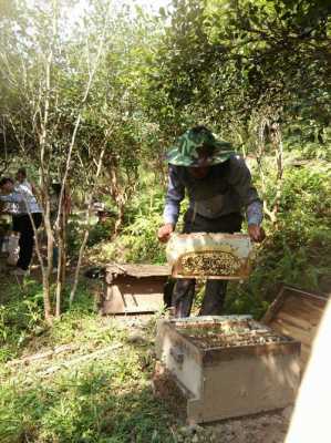 怎么采摘蜂蜜,怎样采集蜂蜜 