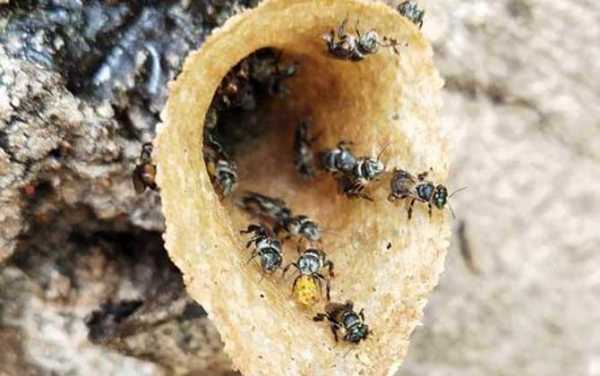 蜜蜂在收蜂帽里能活几天