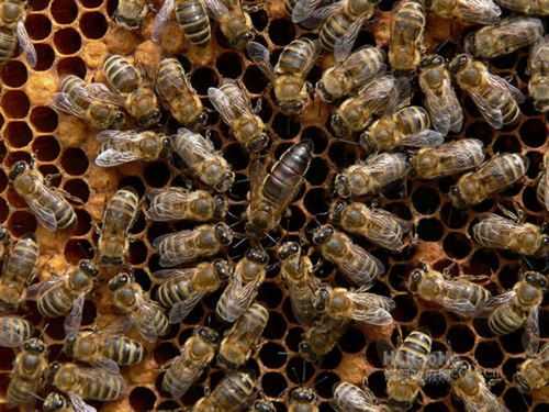 怎样分蜂群 怎么知道一群蜂要分群