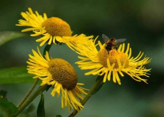 蜂蜜与野菊花喝什么作用_蜂蜜和野菊花