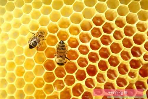 蜂胶可以抗什么细菌感染-蜂胶可以抗什么细菌