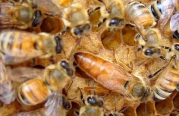 中蜂蜂量少怎么办