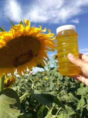 向日葵蜜的功效 向日葵蜂蜜治疗肝炎有什么