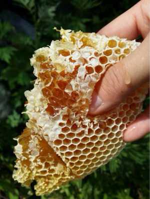 蜂巢应该怎么吃?