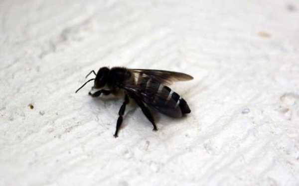 蜜蜂幼虫变黑什么原因 蜂幼虫为什么会变黑