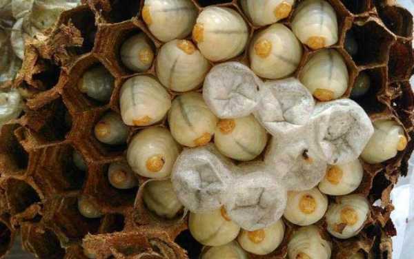 蜜蜂幼虫吃啥-蜜蜂的幼虫吃什么