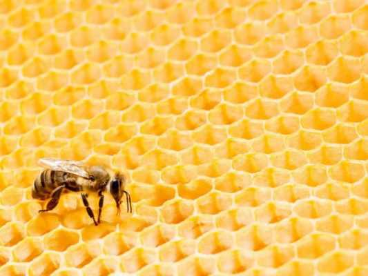 蜜蜂的蜂窝有什么作用_蜜蜂的蜂窝有什么用途