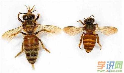 中蜂产和意蜂产有什么区别_中蜂与意蜂有什么区别