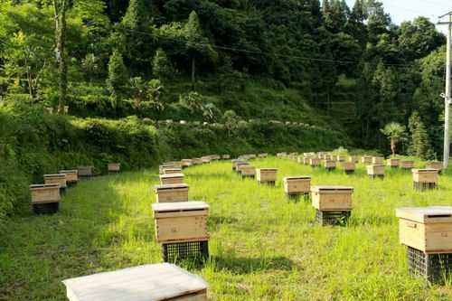 什么样的地方适合养蜜蜂-什么地方养殖蜜蜂最好