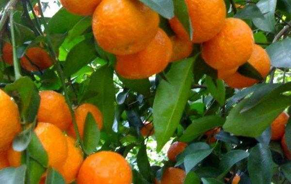 假的柑橘蜜怎么辨别_柑橘真果还是假果