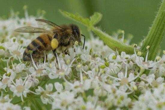 蜜蜂怎么分辨花粉好坏,蜜蜂发现花粉,怎么叫伙伴来采花粉的 