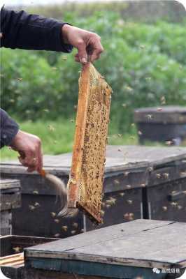 如果你想采集蜂蜜,就别把蜂箱踢翻