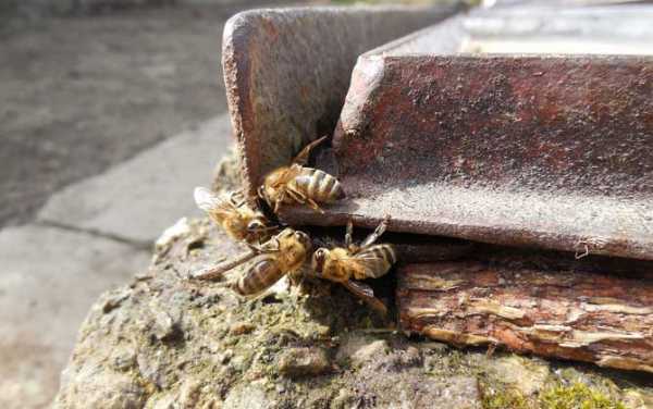 野蜜蜂怎么引诱回家养_野生蜜蜂有什么方法诱到