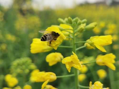 蜜蜂采油菜花蜜吗-蜜蜂是怎么采集油菜花粉的