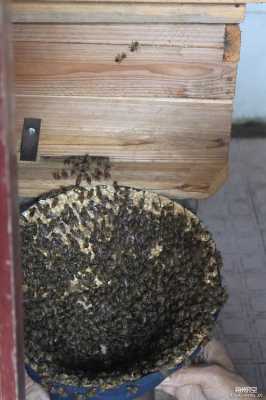蜜蜂分群怎么收回,蜜蜂分窝怎样才能把蜜蜂收回来 