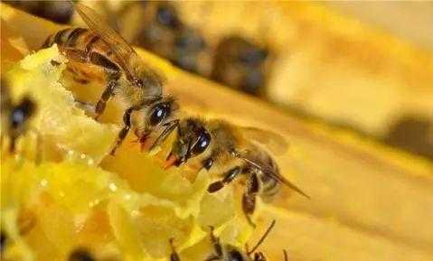 蜜蜂都产蜂蜜吗-蜜蜂都产什么蜂产品