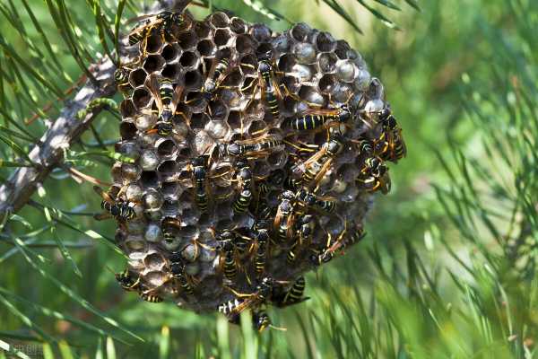 抓野蜜蜂什么时间最好 什么季节捕野生蜜蜂