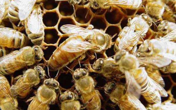 小蜂螨危害幼虫图片 小蜂螨为什么难治