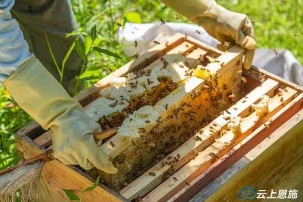 养蜜蜂怎么收蜂蜜,蜜蜂收蜜技巧 