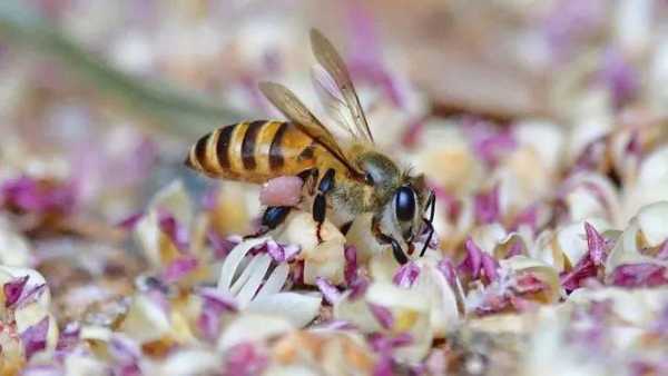 小蜜蜂腿上的花粉是怎么弄上去的 蜜蜂腿上花粉怎么收