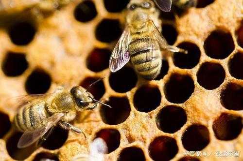 蜜蜂小幼虫吃什么东西-蜜蜂小幼虫吃什么