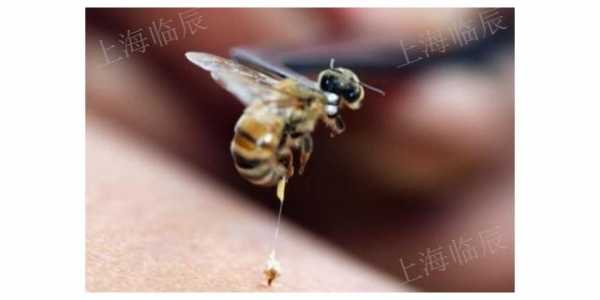 蜜蜂的蜂毒怎么取出来视频-蜜蜂的蜂毒怎么取