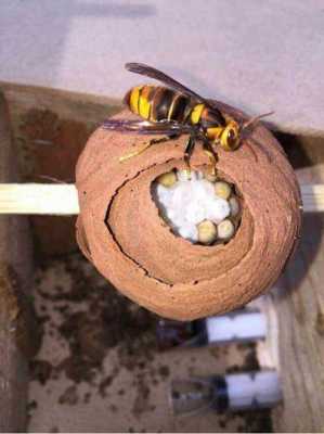 胡蜂养蜜蜂怎么办的简单介绍