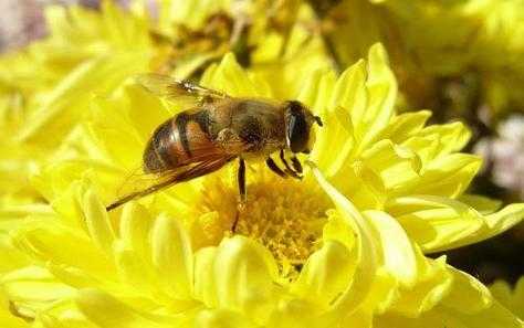 蜜蜂的什么药用价值