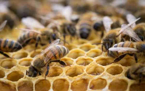 养蜜蜂需要喂什么食物-养蜜蜂要给他们吃什么