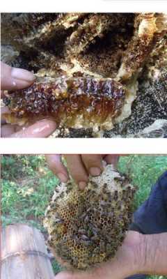 蜜蜂巢穴怎么吃,蜜蜂蜂巢能吃吗 