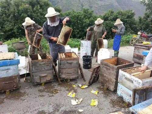 人工饲养蜂蜜怎么打出来视频 人工饲养蜂蜜怎么打出来