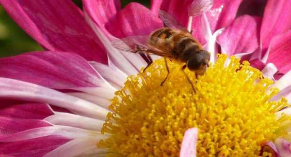 花粉对蜜蜂的重要性