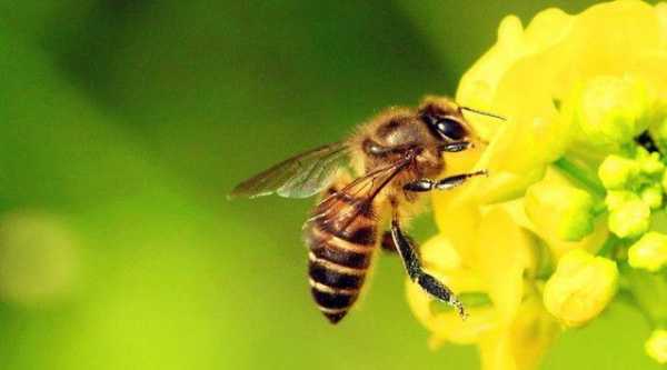 在美国蜜蜂是什么意思_美国人说蜜蜂什么意思
