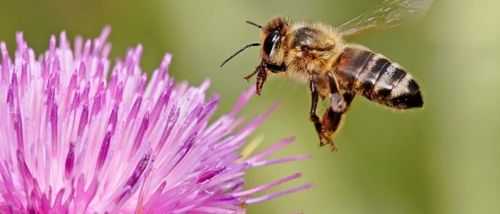 在美国蜜蜂是什么意思_美国人说蜜蜂什么意思